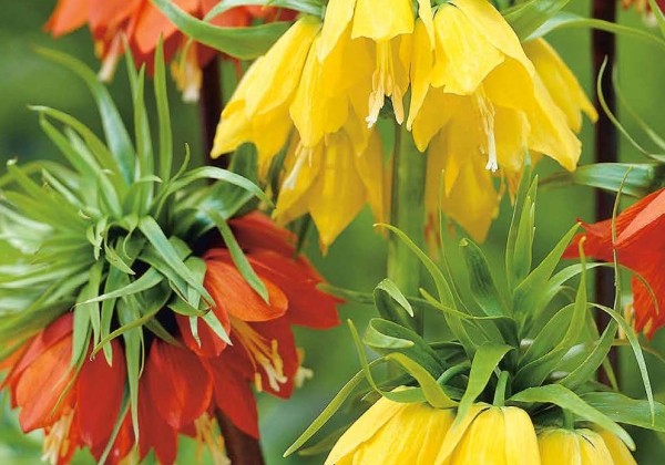 Fritillaria imperialis Mix 18/20