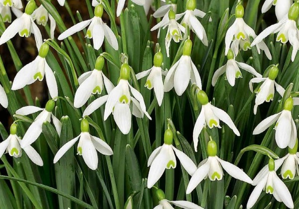 Galanthus elwesii 5/6