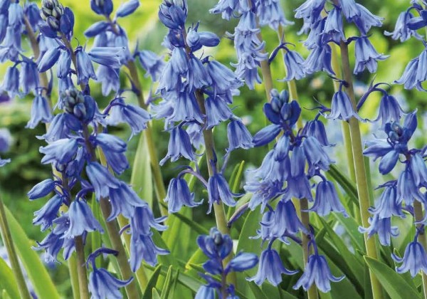 Hyacinthoides non-scripta 7/8