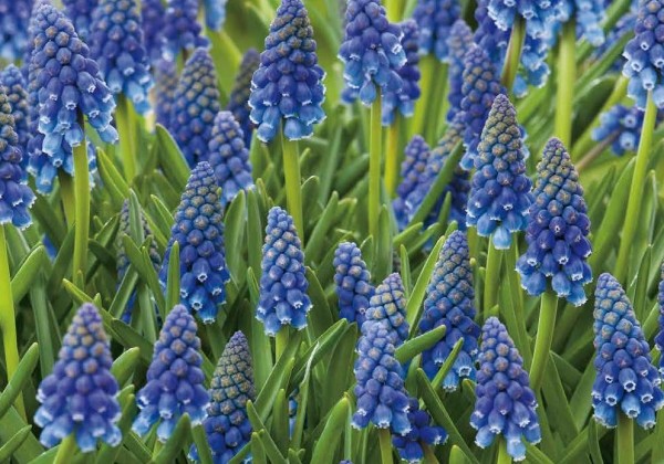 Muscari armeniacum 8/9