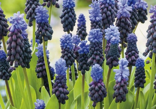 Muscari latifolium 5/6