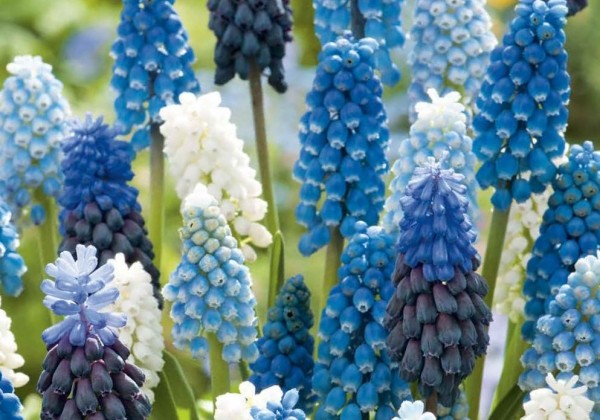 Muscari Magic Mix 7/8