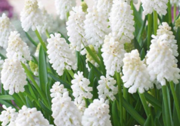 Muscari aucheri White Magic 6/7