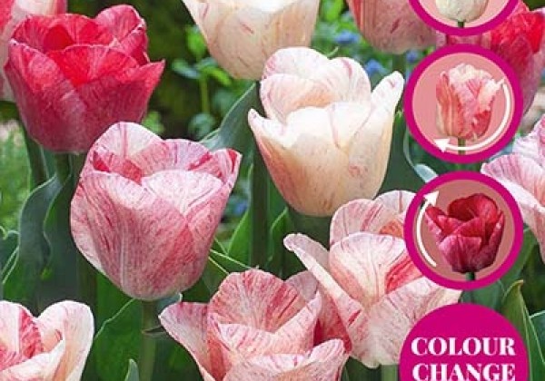 Tulipa, triumfa Hemisphere 11/12