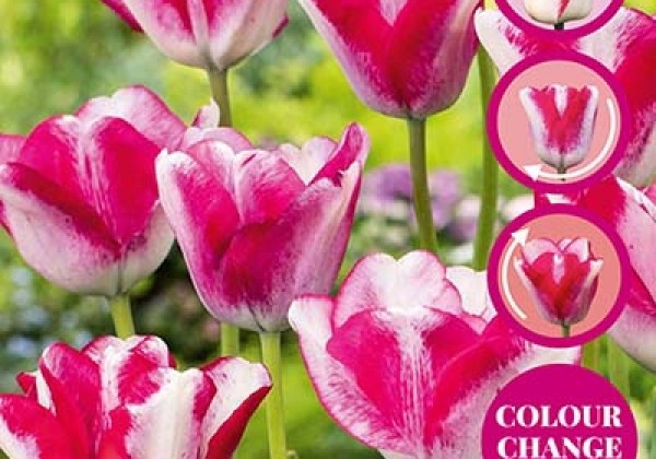 Tulipa, triumfa Mata Hari 11/12