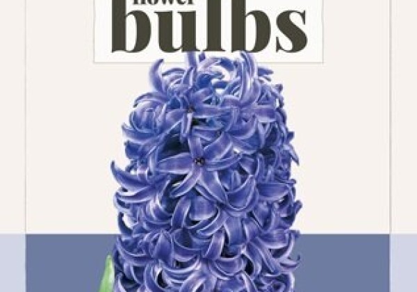 Hyacinthus orientalis Blue Pearl (BIO) 14/+