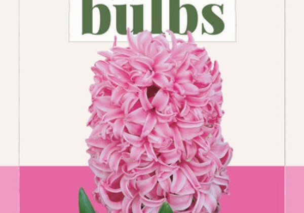 Hyacinthus orientalis Pink Pearl (BIO) 14/+