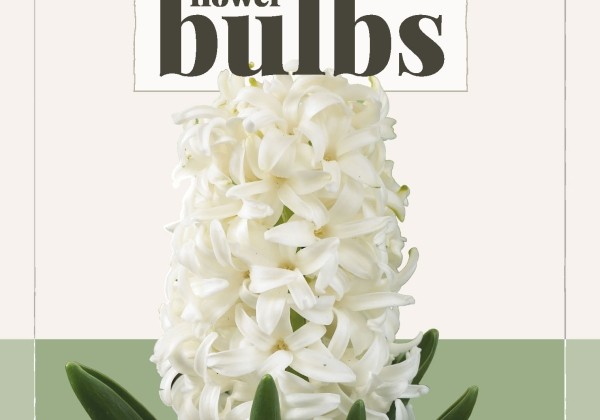 Hyacinthus orientalis White Pearl (BIO) 14/+