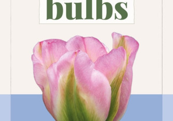 Tulipa, zaļziedu Groenland (BIO) 11/+