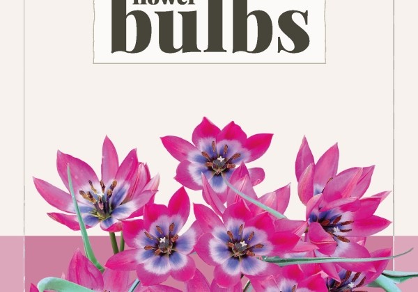 Tulipa humilis Little Beauty (BIO) 5/+