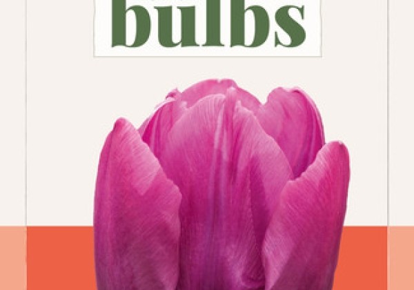 Tulipa, agra, vienk. z. Purple Prince (BIO) 11/+