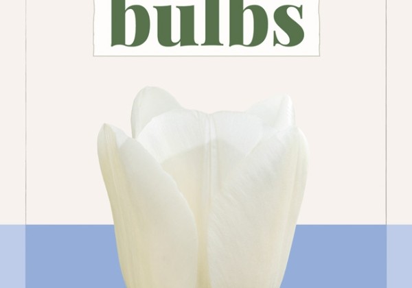 Tulipa, triumfa Royal Virgin 11/+