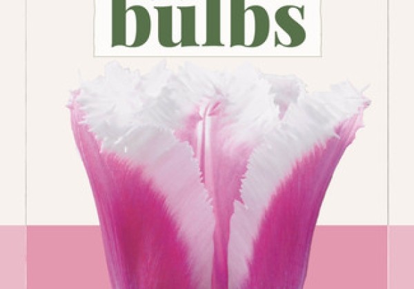 Tulipa, bārkstaina Siesta (BIO) 11/+