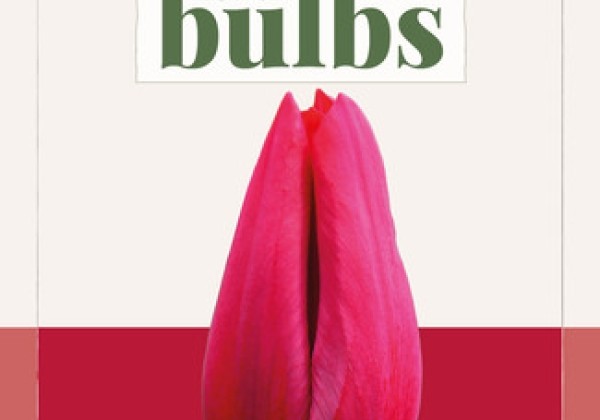 Tulipa, triumfa Strong Love (BIO) 11/+