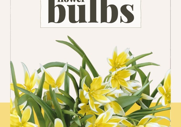 Tulipa tarda Dasystemon (BIO) 6/+