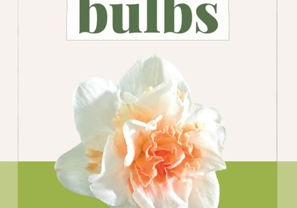 Narcissus, pildītiem z. Replete (BIO) 10/12