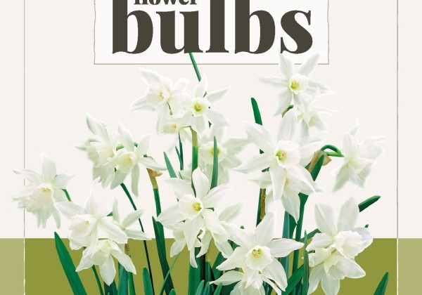 Narcissus triandrus Thalia (BIO) 12/14