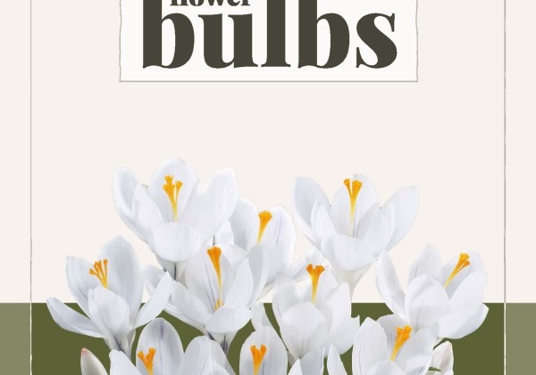 Crocus vernus Jeanne d'Arc (BIO) 7/+
