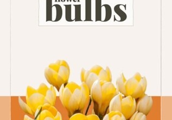 Crocus chrysanthus Romance (BIO) 5/+