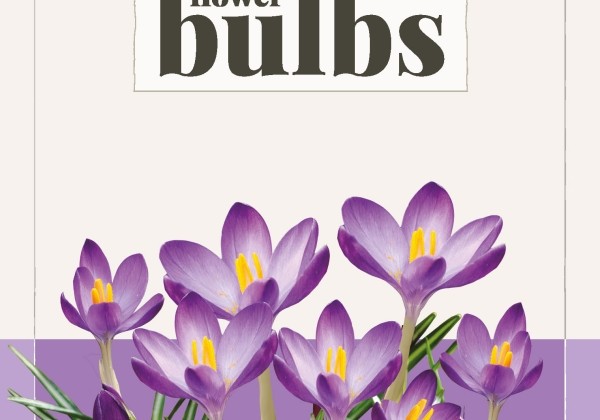 Crocus tommasinianus Ruby Giant (BIO) 5/+