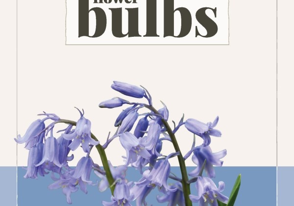 Hyacinthoides hispanica Blue (BIO) 7/+