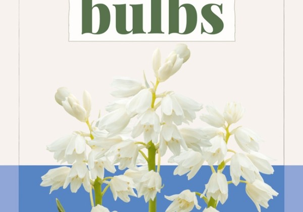 Hyacinthoides hispanica White (BIO) 7/+