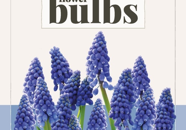 Muscari armeniacum (BIO) 7/+