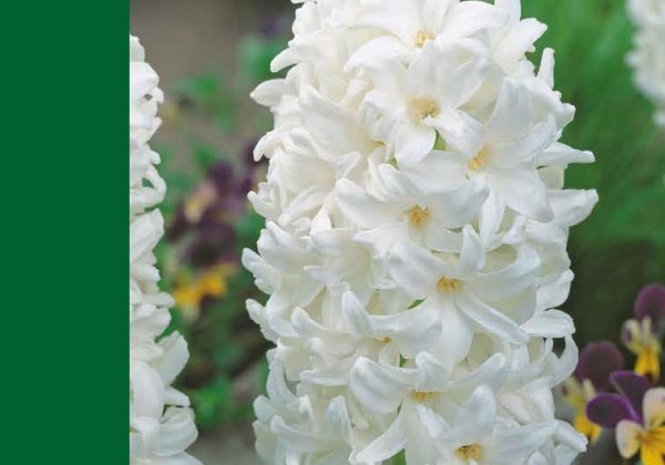 Hyacinthus orientalis White 14/15