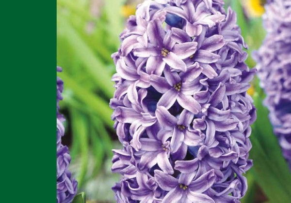 Hyacinthus orientalis Blue 14/15