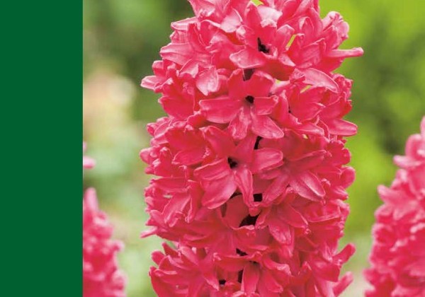 Hyacinthus orientalis Red 14/15