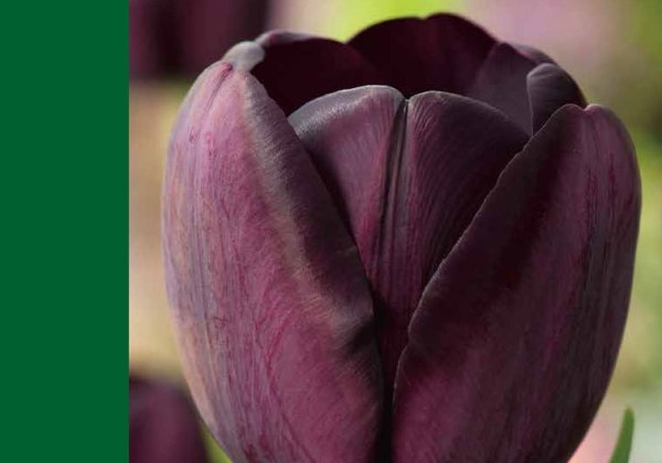Tulipa, triumfa Triumph Black 10/11