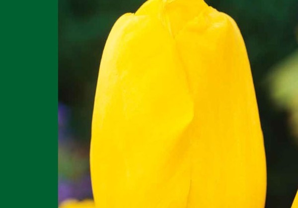 Tulipa, triumfa Triumph Yellow 10/11