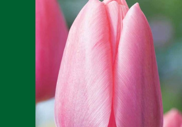 Tulipa, triumfa Triumph Pink 10/11