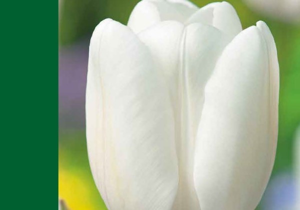 Tulipa, triumfa Triumph White 10/11