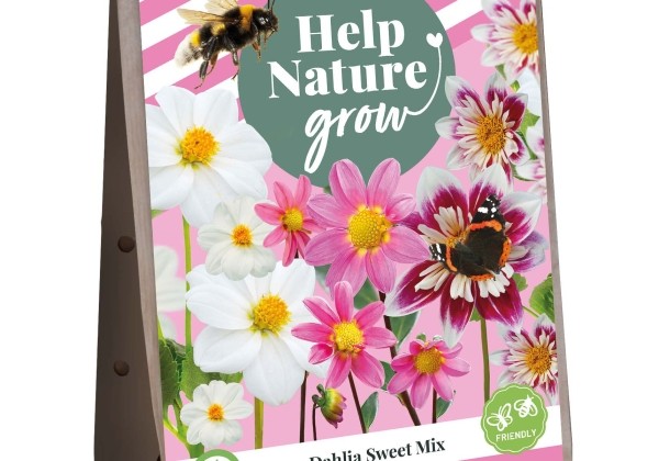 Dahlia hortensis Help Nature Grow - Sweet Mix