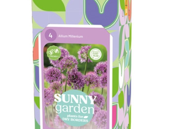 Allium Millenium (dāvanu kaste)