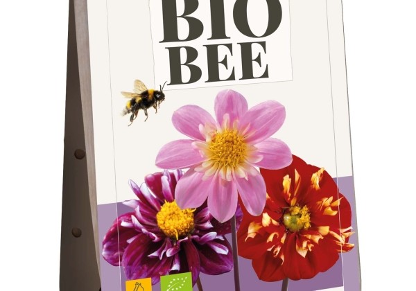 Dahlia hortensis Bee Bulbs (BIO)