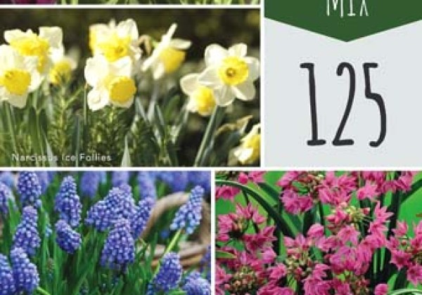 Sīpolpuķu maisījums Bulb Garden Mix