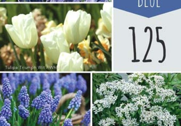 Sīpolpuķu maisījums Bulb Garden Blue