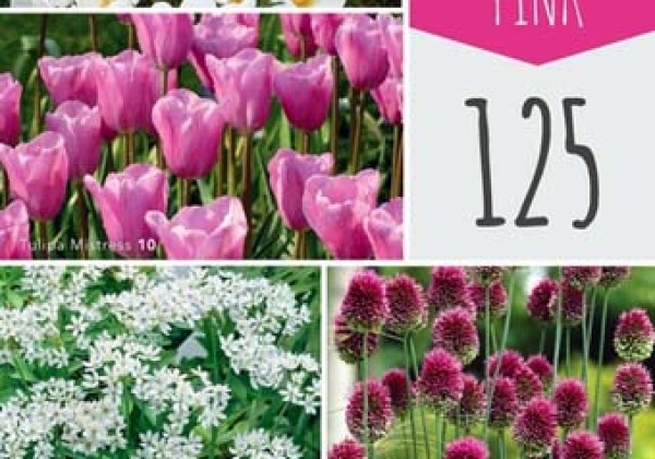 Sīpolpuķu maisījums Bulb Garden Pink