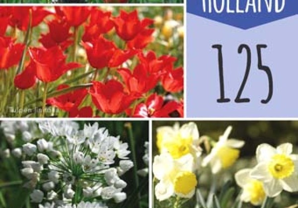 Sīpolpuķu maisījums Bulbs From Holland