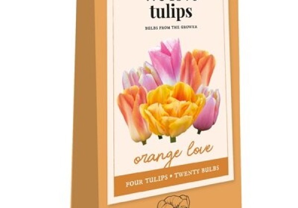 Tulipa We Love tulips - Orange Love