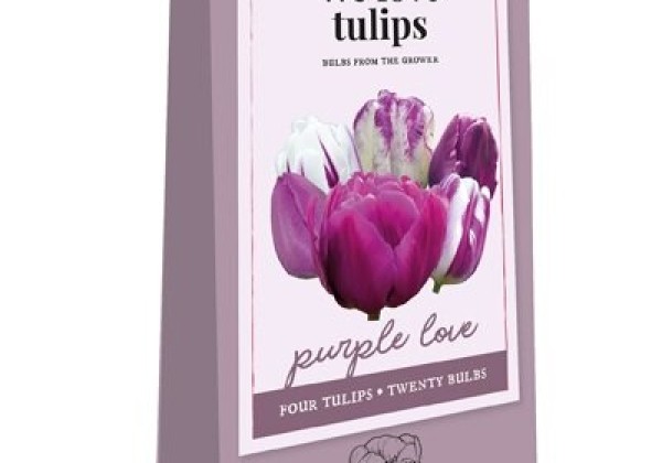 Tulipa We Love tulips - Purple Love