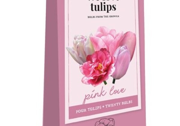 Tulipa We Love tulips - Pink Love