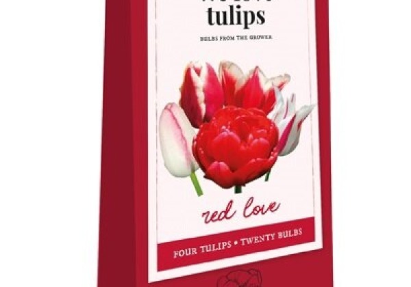 Tulipa We Love tulips - Red Love