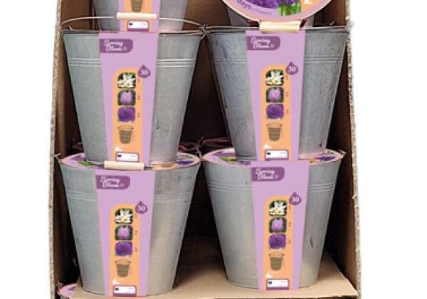 Sīpolpuķu maisījums Bucket Spring Bloom  - 24