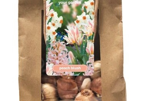 Sīpolpuķu maisījums Peach Blush