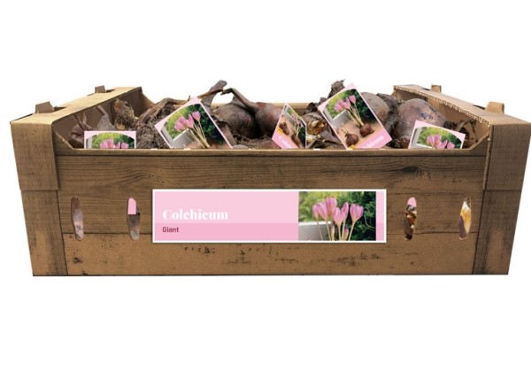 Colchicum Giant 24/+