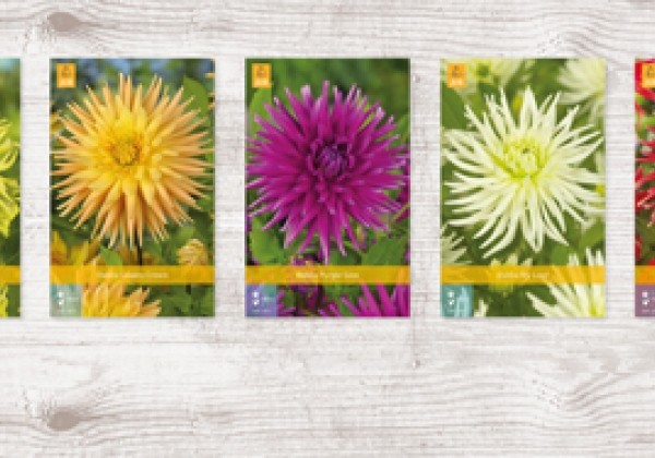 Dahlia hortensis Cactuss  A (75)