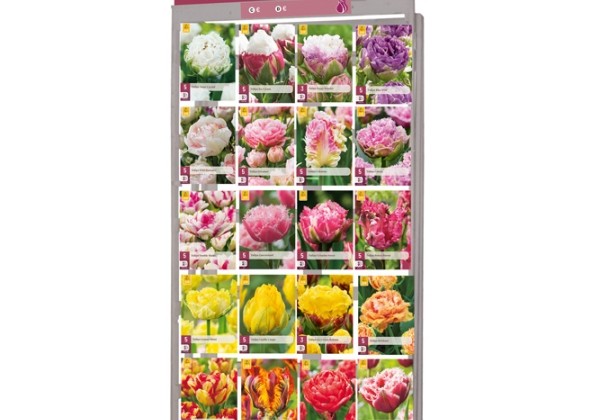 Tulipa Stends - Exclusive Tulips (24 x 5)